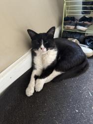 Lost Male Cat last seen Toepfer, Hoover, Warren, MI 48089