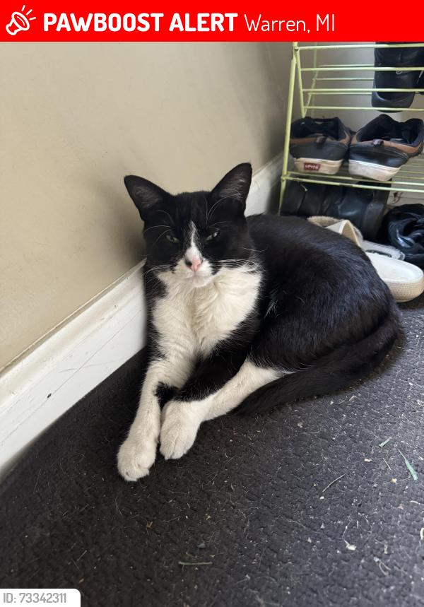 Lost Male Cat last seen Toepfer, Hoover, Warren, MI 48089