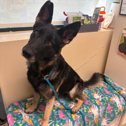 Shelter Stray Female Dog last seen , 361 S Raymond Ave, Pasadena, CA 91105, USA