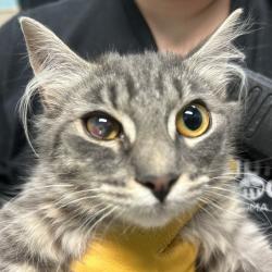 Shelter Stray Female Cat last seen , 2608 Center St, Tacoma, WA 98409, USA