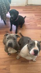 Reunited Female Dog last seen Between millpond manor neighborhood Hwy 74 South, Peachtree City, GA 30269
