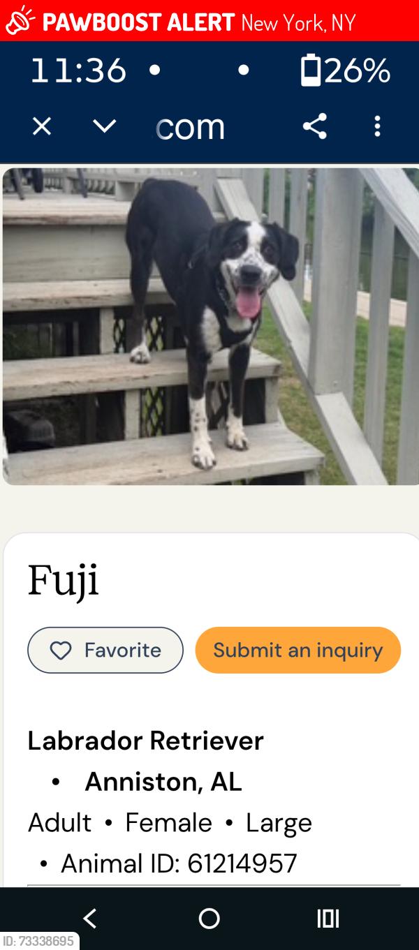 Lost Female Dog last seen Jacksonville state librarie, New York, NY 10019
