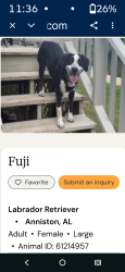 Lost Female Dog last seen Jacksonville state librarie, New York, NY 10019