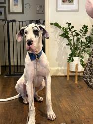 Found/Stray Male Dog last seen Blyth Dr & Ashdown, Dallas, TX 75228