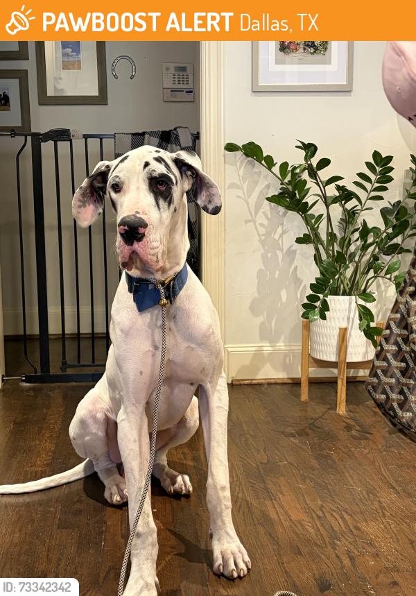 Found/Stray Male Dog last seen Blyth Dr & Ashdown, Dallas, TX 75228