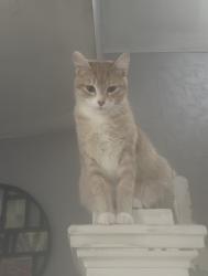 Lost Female Cat last seen Near Mary street, Oshawa, ON 