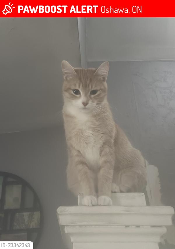 Lost Female Cat last seen Near Mary street, Oshawa, ON 