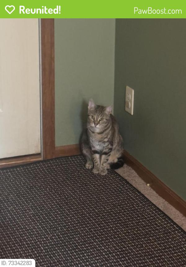 Reunited Female Cat last seen 82nd and Hague, Indianapolis, IN 46256
