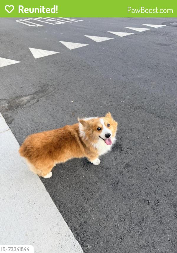 Reunited Unknown Dog last seen Fairlane Avenue & Concord Road in Santa Clara, Santa Clara, CA 95051