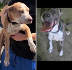 Found/Stray Unknown Dog last seen Gary Animal Control, Gary, IN 46402