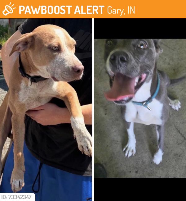Found/Stray Unknown Dog last seen Gary Animal Control, Gary, IN 46402