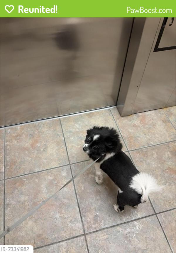 Reunited Female Dog last seen Seazen Rocky Point Apartments - Tampa, Tampa, FL 33607