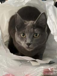 Lost Female Cat last seen Shelly and Cascade, Silverdale, WA 98383