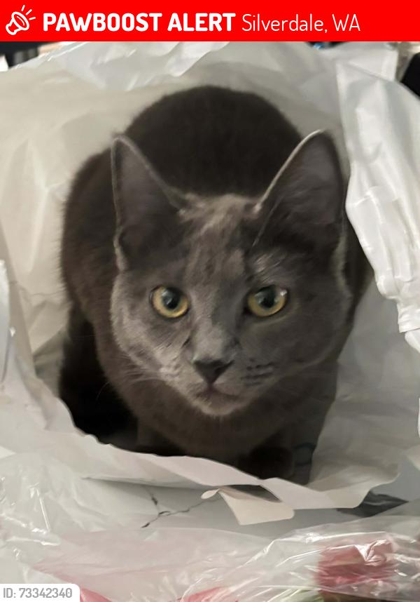 Lost Female Cat last seen Shelly and Cascade, Silverdale, WA 98383