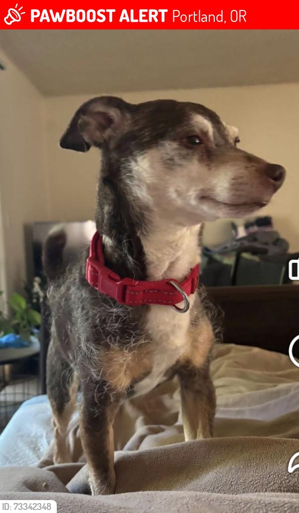 Lost Male Dog last seen 114th and halsey, Portland, OR 97220