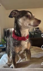 Lost Male Dog last seen 114th and halsey, Portland, OR 97220