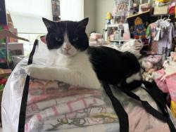 Lost Male Cat last seen Near Range Creek Lane Magna Utah 84044, Magna, UT 84044