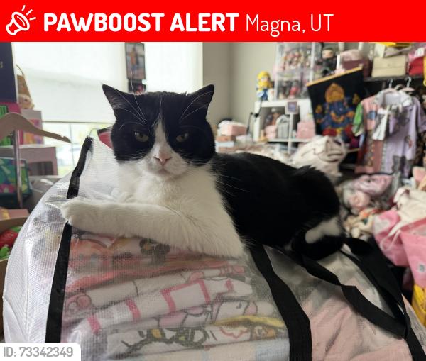 Lost Male Cat last seen Near Range Creek Lane Magna Utah 84044, Magna, UT 84044