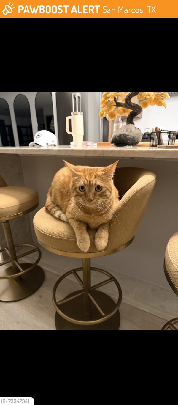 Found/Stray Unknown Cat last seen San Marcos outlets, San Marcos, TX 78666