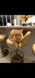 Found/Stray Unknown Cat last seen San Marcos outlets, San Marcos, TX 78666