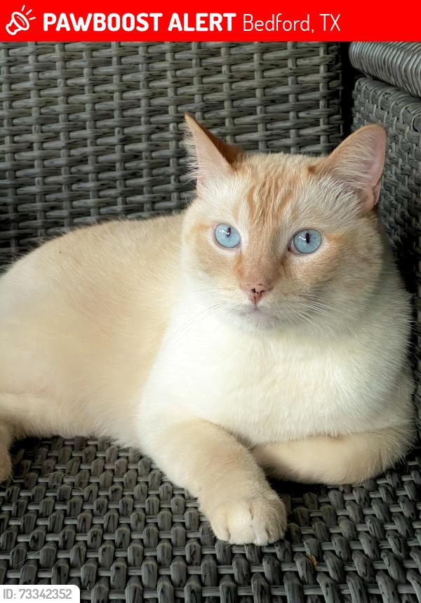 Lost Male Cat last seen Elisha Dr and Northridge, Bedford, TX 76021