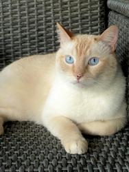 Lost Male Cat last seen Elisha Dr and Northridge, Bedford, TX 76021