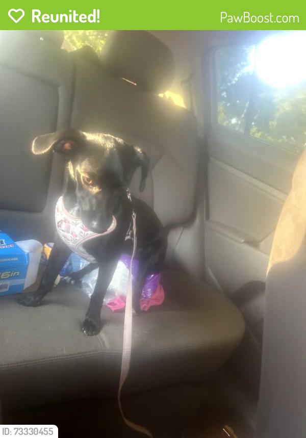 Reunited Female Dog last seen Seasons apts, Auburn, WA 98092