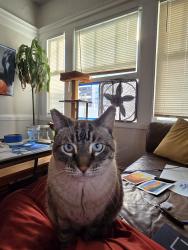 Lost Male Cat last seen 23rd and Harrison, Oakland, CA 94612