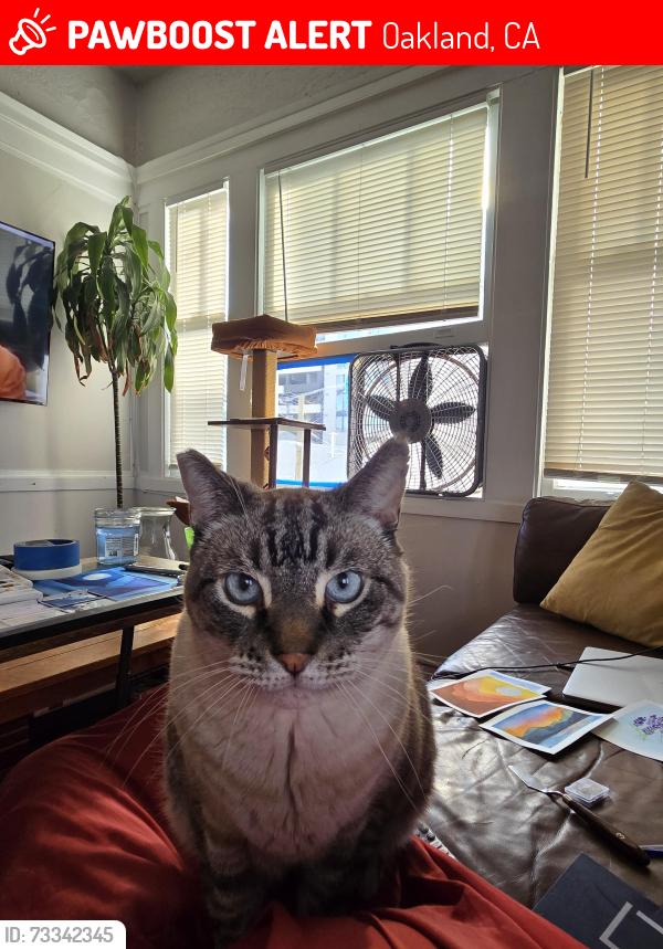 Lost Male Cat last seen 23rd and Harrison, Oakland, CA 94612
