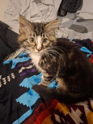 Lost Female Cat last seen 97a st and between 51 Ave and 54 Ave. Inbetween two warehouses, Edmonton, AB 