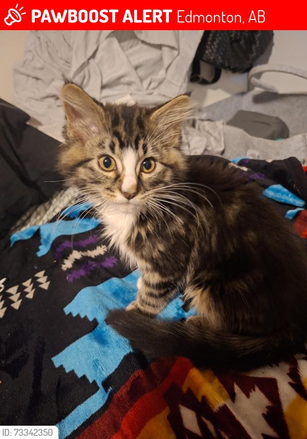 Lost Female Cat last seen 97a st and between 51 Ave and 54 Ave. Inbetween two warehouses, Edmonton, AB 