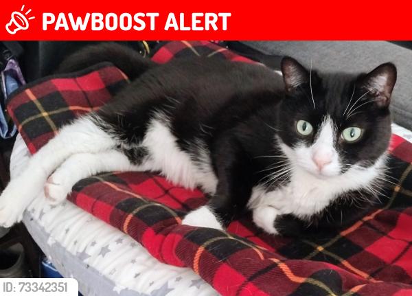 Lost Male Cat last seen Playground on Lynn Lane, Huntington Beach, CA 92649