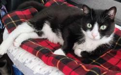 Lost Male Cat last seen Playground on Lynn Lane, Huntington Beach, CA 92649