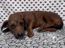 Shelter Stray Female Dog last seen , 38550 Sierra Hwy, Palmdale, CA 93550, USA