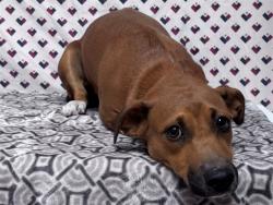 Shelter Stray Female Dog last seen , 38550 Sierra Hwy, Palmdale, CA 93550, USA