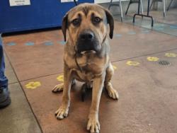 Shelter Stray Male Dog last seen , 14409 Vanowen St, Van Nuys, CA 91405, USA