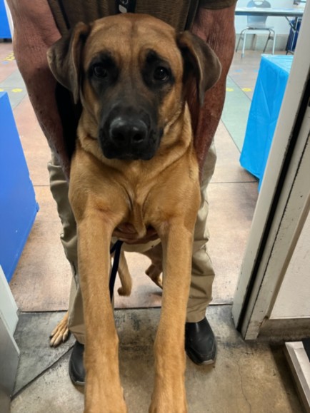 Shelter Stray Female Dog last seen , 14409 Vanowen St, Van Nuys, CA 91405, USA