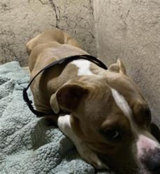 Shelter Stray Male Dog last seen Near, 2600 S Harding St, Indianapolis, IN 46221, USA