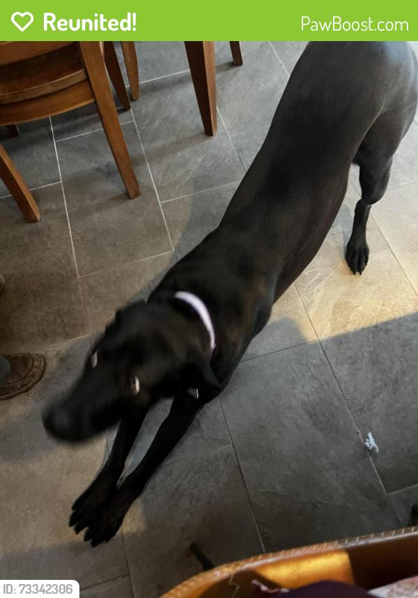 Reunited Female Dog last seen Comanche and minroe, Albuquerque, NM 87110