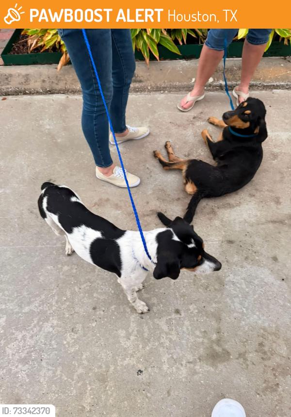 Found/Stray Unknown Dog last seen Hammerly and Hollister, Houston, TX 77055