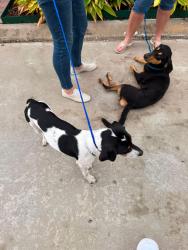 Found/Stray Unknown Dog last seen Hammerly and Hollister, Houston, TX 77055