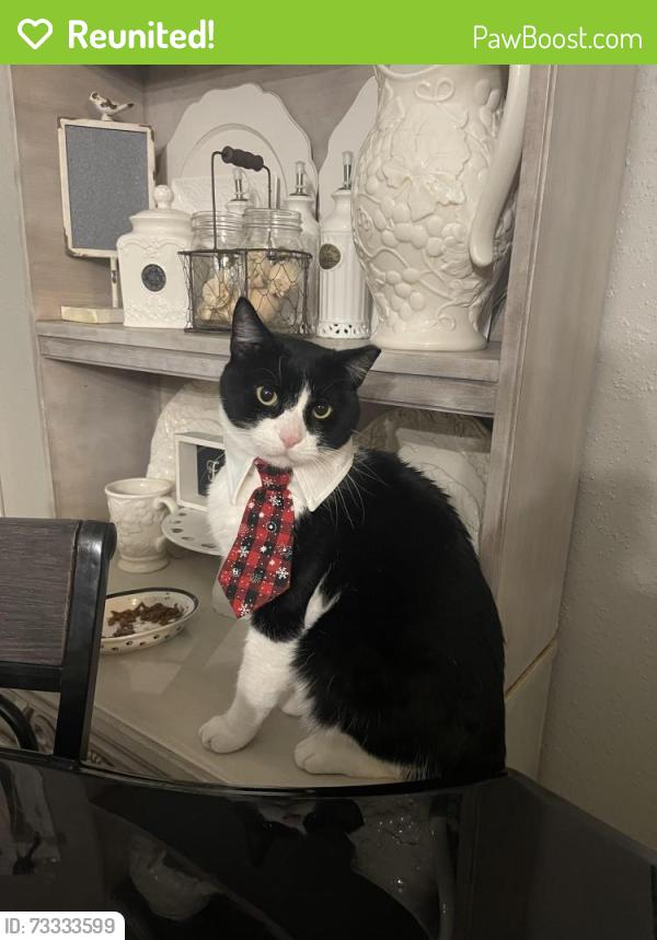 Reunited Male Cat last seen Sanford Farms, Harris County, TX 77484