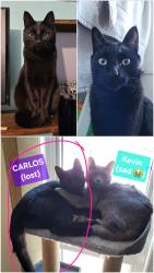 Lost Male Cat last seen Pineview, Fort Saskatchewan, Alberta, Fort Saskatchewan, AB T8L 1J1