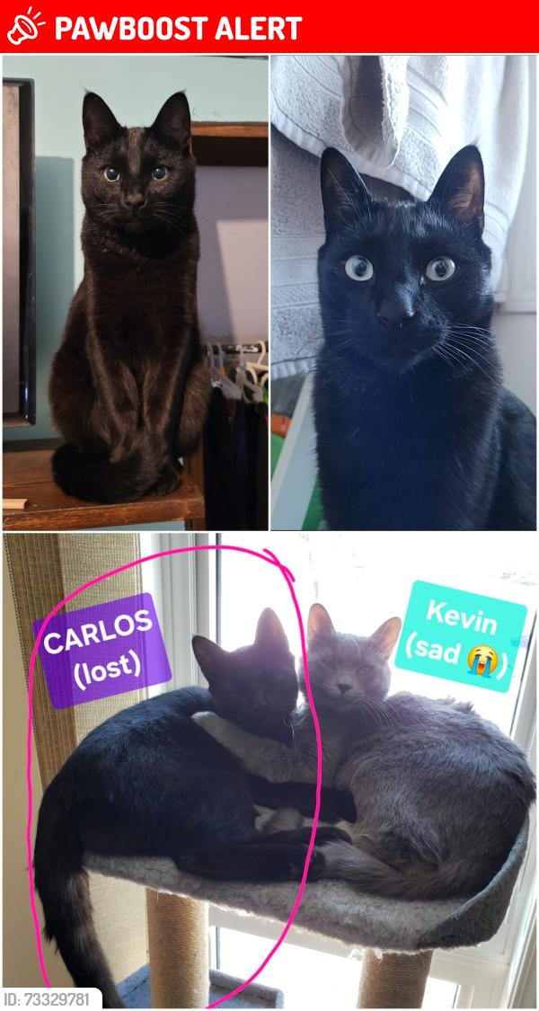 Lost Male Cat last seen Pineview, Fort Saskatchewan, Alberta, Fort Saskatchewan, AB T8L 1J1