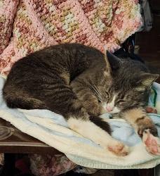 Reunited Female Cat last seen Near Wilkins Road, Pittsburgh, PA, USA, Pittsburgh, PA 15221