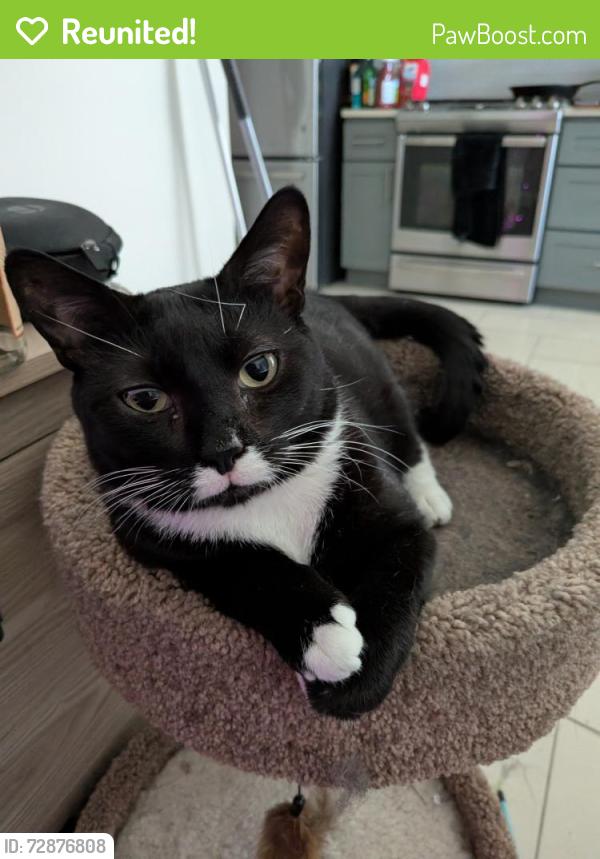Reunited Male Cat last seen Maycox Ave, Norfolk, VA 23505