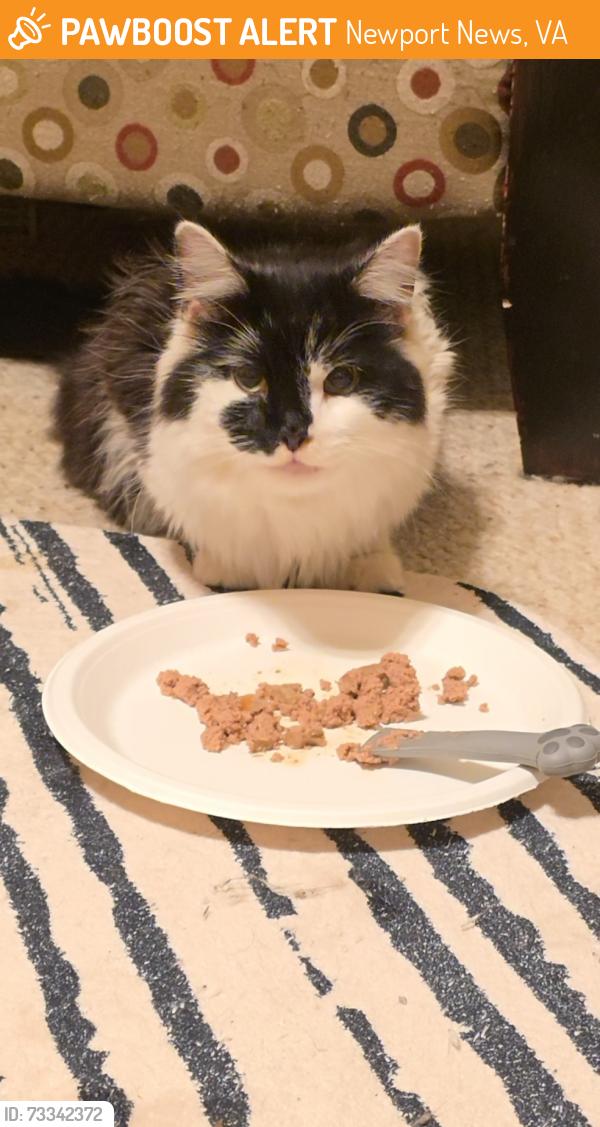 Found/Stray Unknown Cat last seen Jefferson Ave by Pearson Toyota, Newport News, VA 23608