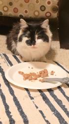 Found/Stray Unknown Cat last seen Jefferson Ave by Pearson Toyota, Newport News, VA 23608