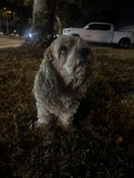 Found/Stray Unknown Dog last seen Vail meat market, Montebello, CA 90640