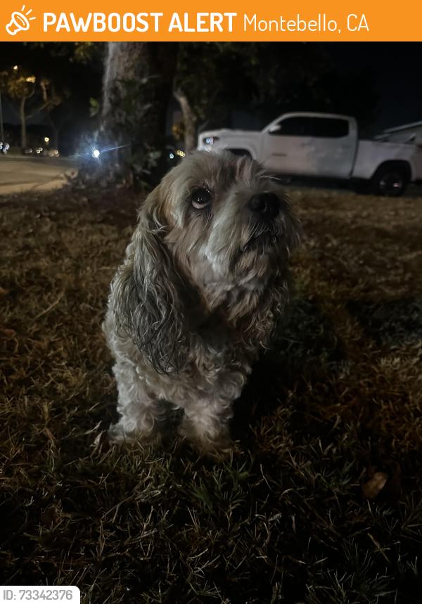 Found/Stray Unknown Dog last seen Vail meat market, Montebello, CA 90640